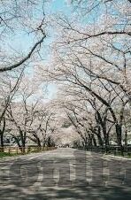 大象传媒91-探索大象传媒的多元化发展之路